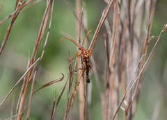 Strangalia virilis