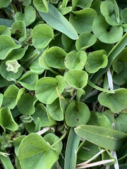 Dichondra micrantha
