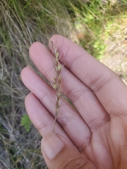 Piptochaetium stipoides