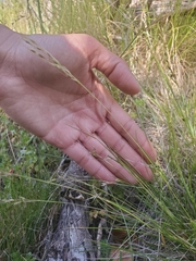 Piptochaetium stipoides