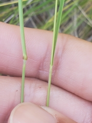 Piptochaetium stipoides