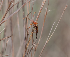 Strangalia virilis