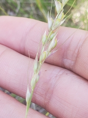 Piptochaetium stipoides