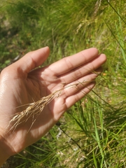 Piptochaetium stipoides