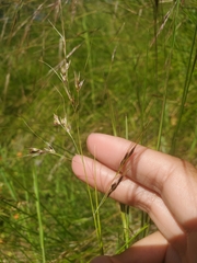 Piptochaetium stipoides