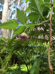 Rubus hawaiensis