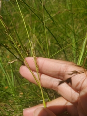 Piptochaetium stipoides