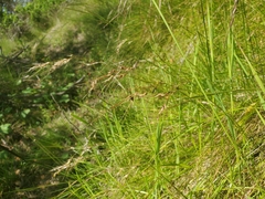 Piptochaetium stipoides