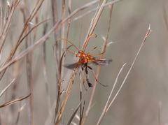 Strangalia virilis