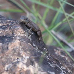 Tropidurus torquatus