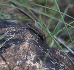 Tropidurus torquatus