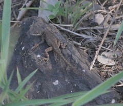 Tropidurus torquatus