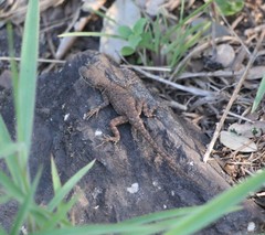 Tropidurus torquatus