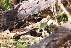 Aspidoscelis costatus