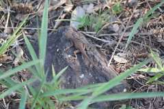 Tropidurus torquatus