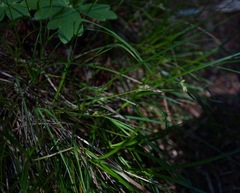 Carex globosa