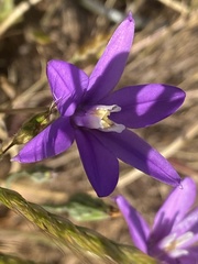 Brodiaea coronaria