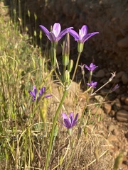 Brodiaea coronaria
