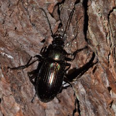 Tarpela micans