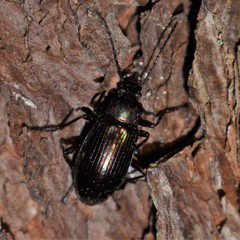 Tarpela micans