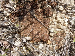 Clavascidium lacinulatum