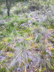 Deschampsia nubigena