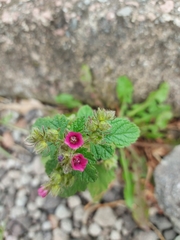 Fuertesimalva limensis