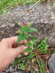 Fuertesimalva limensis