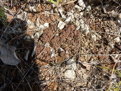 Clavascidium lacinulatum