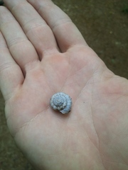 Anguispira strongylodes