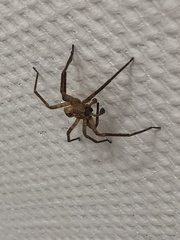 Zoropsis spinimana