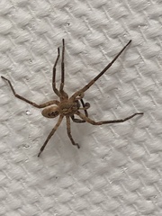 Zoropsis spinimana