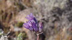 Dipterostemon capitatus capitatus