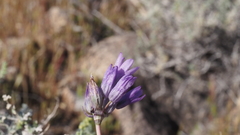 Dipterostemon capitatus capitatus