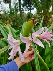 Crinum moorei