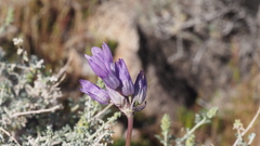 Dipterostemon capitatus capitatus