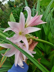 Crinum moorei