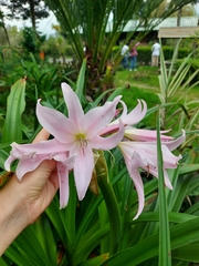 Crinum moorei