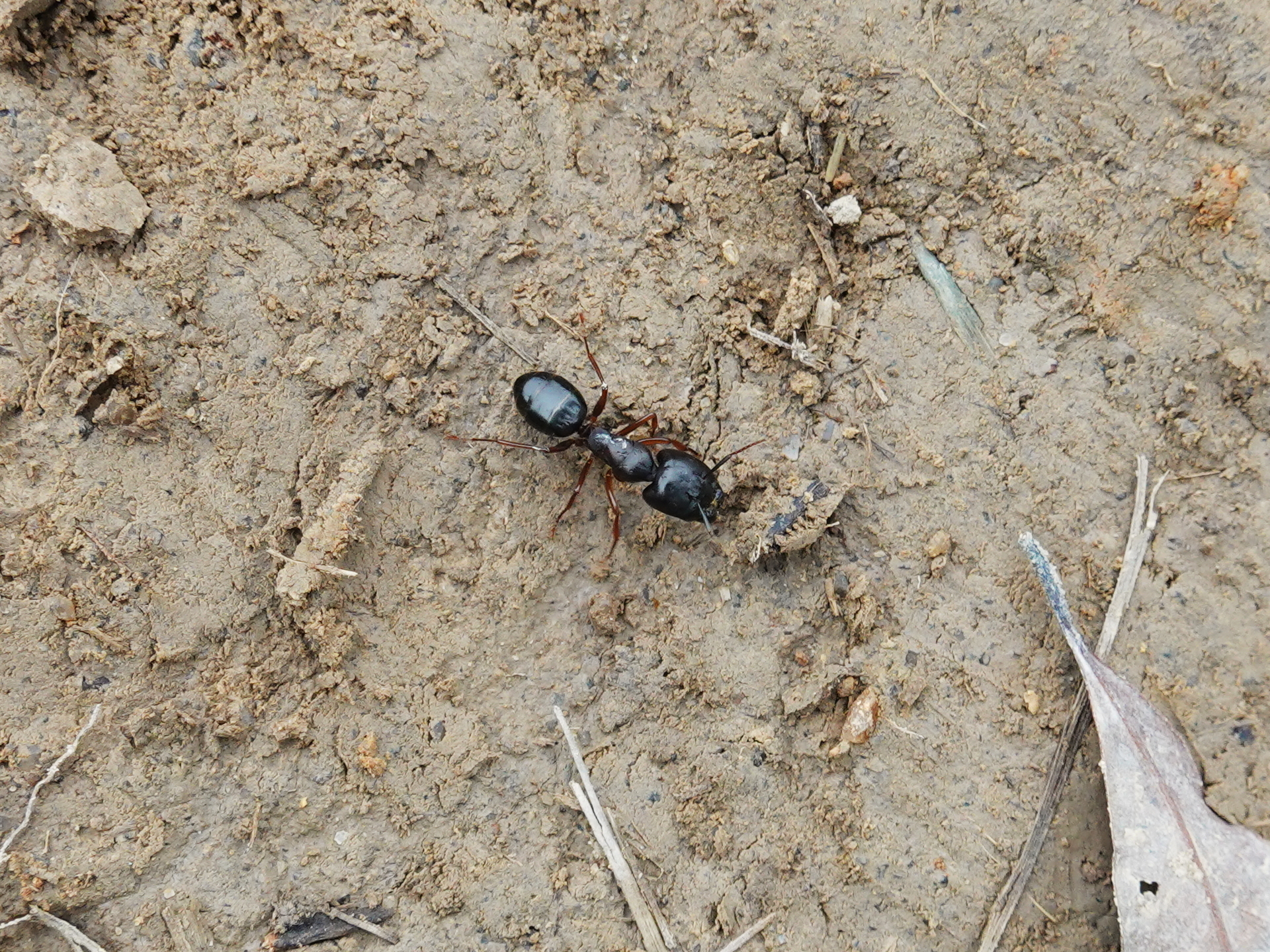 Camponotus friedae