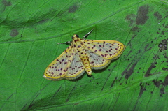 Polygrammodes eleuata