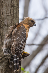 Buteo lineatus lineatus