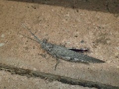 Coryphistes interioris