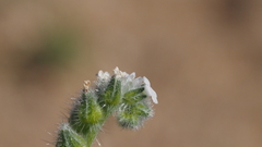Cryptantha muricata jonesii