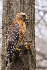 Buteo lineatus lineatus