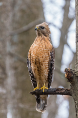 Buteo lineatus lineatus