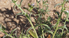 Cryptantha muricata jonesii