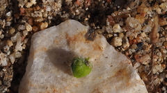 Cryptantha muricata jonesii