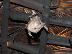 Macrotus californicus