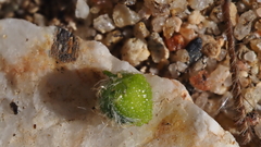 Cryptantha muricata jonesii