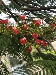 Delonix regia